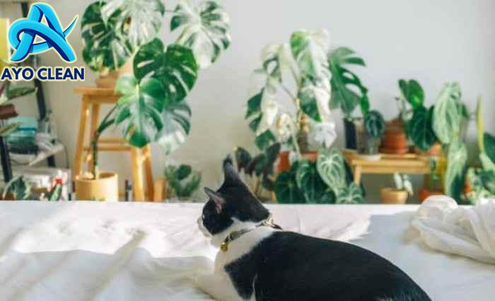 16 Cara Membasmi Kutu Kucing di Rumah, Dijamin Ampuh