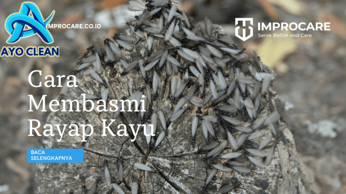 Cara membasmi rayap kayu secara tuntas! - PT Mahaka Improcare Indonesia