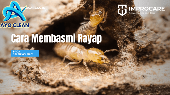 Cara membasmi ratu rayap
