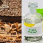 Cara membasmi rayap sampai tuntas