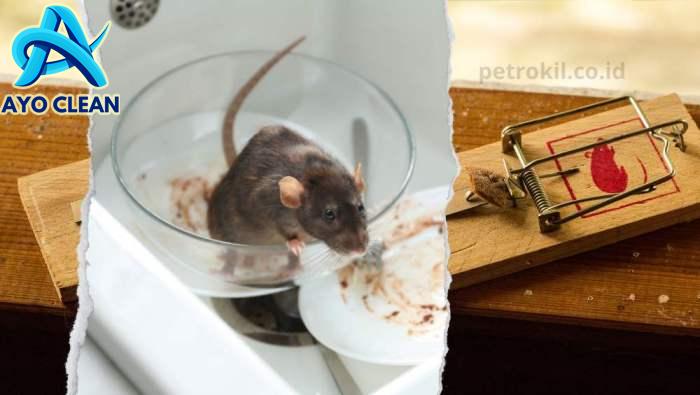 10 Cara Membasmi Tikus Di Rumah Yang Terbukti Ampuh – Jasa Anti Rayap ...