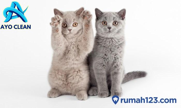 cara akurat membedakan cucak ijo kuningan jantan/betina - YouTube