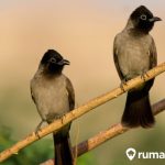 TAUKAH KAMU?| CARA MEMBEDAKAN NYAMUK JANTAN DAN BETINA #shorts - YouTube