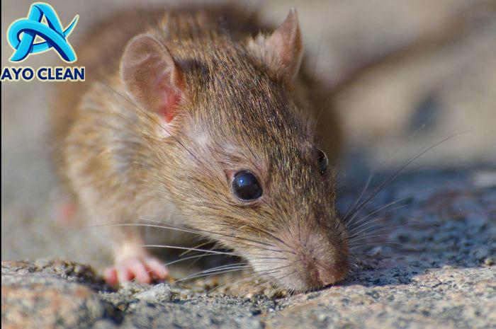 Cara Mudah Membuat Racun Tikus dari Daun Pandan, Ampuh dan Bikin Cepat ...