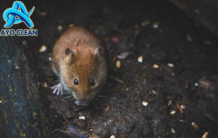 14 Cara Mengusir Tikus dan Celurut dari Rumah