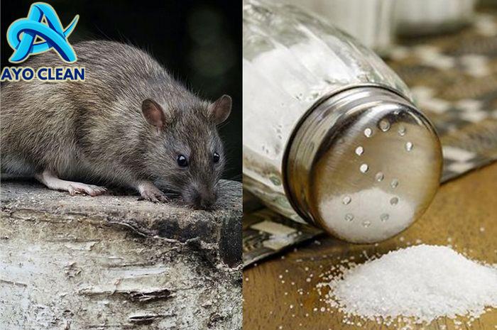 Cara membunuh tikus besar