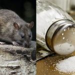 15 Cara Mengusir Tikus yang Ampuh dan Sederhana