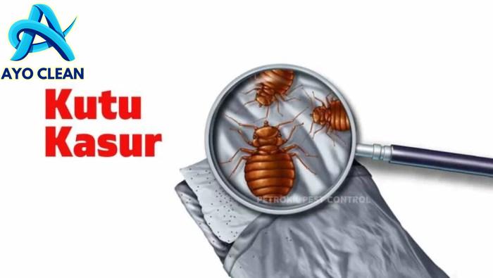 7 Cara Membasmi Kutu Kasur Ampuh dan Tips Mencegahnya