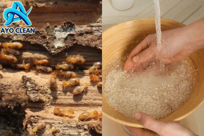 Kenali Jenis-Jenis Rayap Serta Cara Tepat Mengatasinya : Jasa Anti ...