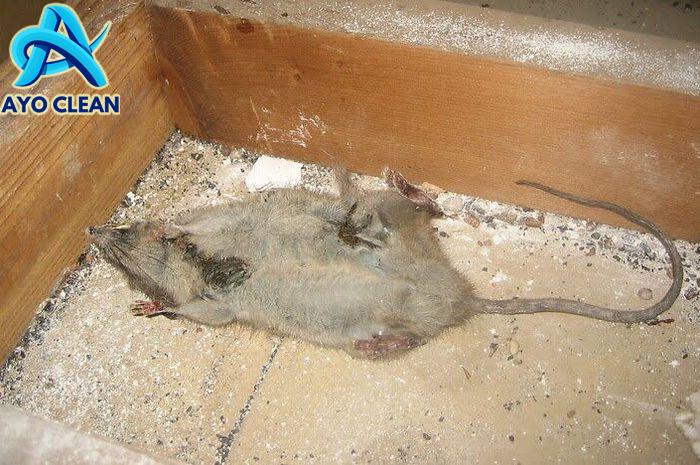 4 Cara Menghilangkan Bau Bangkai Tikus di Rumah, Taburkan Bubuk Kopi ...
