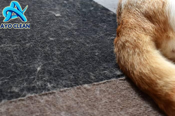Cara Menghilangkan Bulu Kucing di Karpet - Sentron Clean