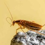 5 Cara Mengatasi Kecoa di Kamar Mandi | Rentokil