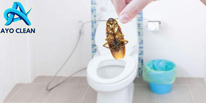 Dijamin Tak Keluar Lagi! Cara Mengusir Kecoa di Kamar Mandi yang Ampuh ...