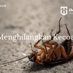 Cara Menghilangkan Kecoa Secara Efektif! - PT Mahaka Improcare Indonesia
