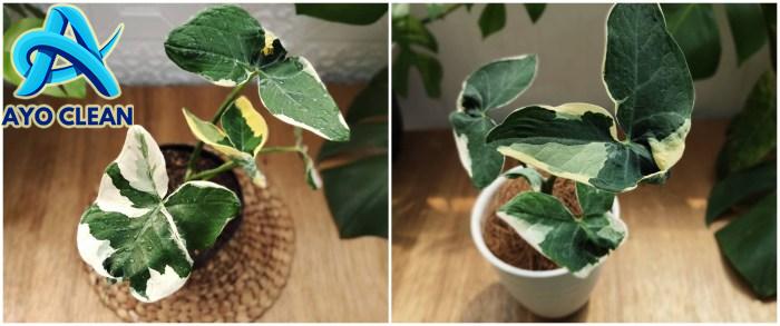 Cara mengolah keladi tikus untuk obati kanker, mudah dan aman