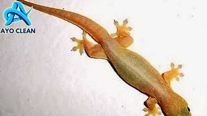 Detail Cara Mengusir Cicak Dan Tokek Dari Rumah Koleksi Nomer 11