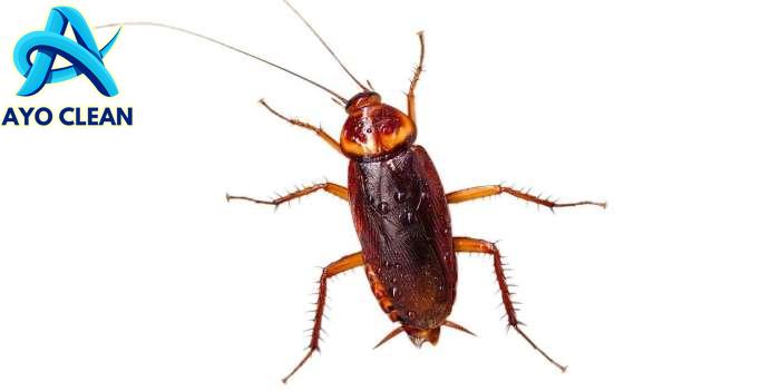 Cara mengusir kecoa di kamar tidur secara alami