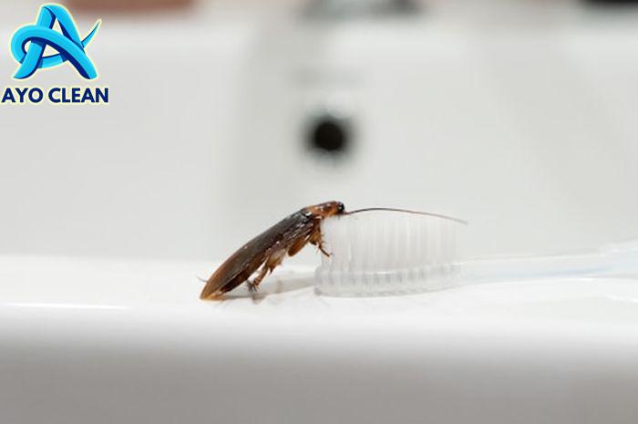 Basmi Kecoa di Kamar Mandi – SKM INDONESIA – PEST CONTROL