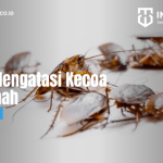 Cara Mengatasi Kecoa di Rumah - PT Mahaka Improcare Indonesia