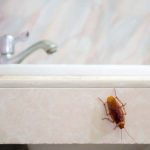 14 Cara Mengusir Kecoa di Rumah Tanpa Semprotan Bahan Kimia ...