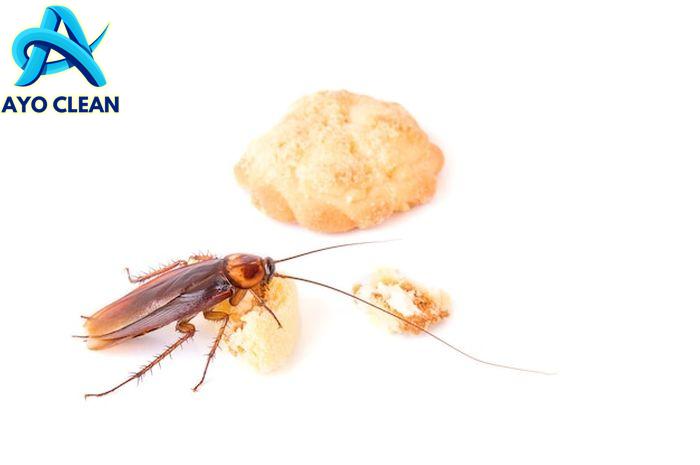 Kecoa Terbang Bikin Panik, Coba Bikin Perangkap Sendiri, Modalnya Cuma ...