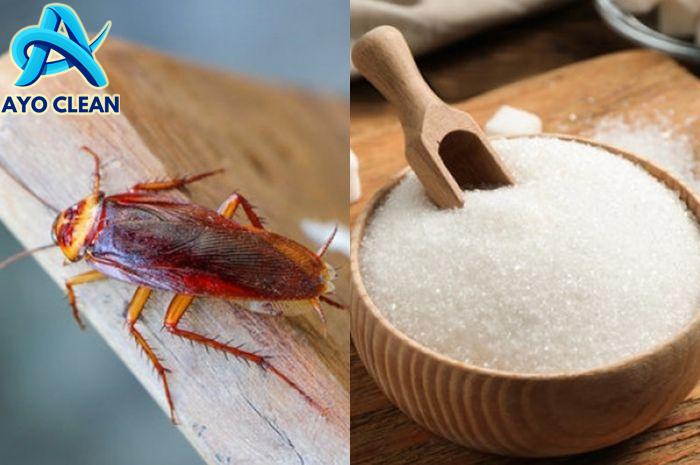 Cara Mengusir Kecoa yang Ampuh dalam Sekali Coba, Modal Pakai Gula ...