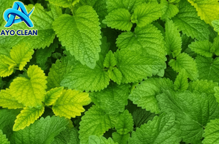 7 Cara Memancing Ular Keluar dari Persembunyian di Dalam Rumah