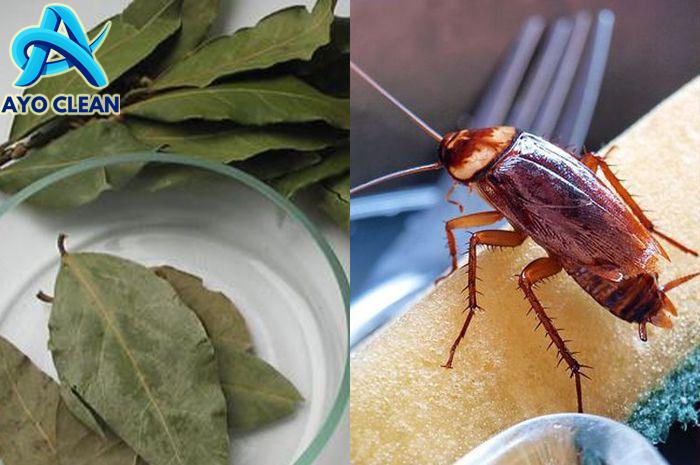 Auto Kabur Jauh! Cara Usir Kecoak Agar Tak Kembali ke Rumah Cuma Modal ...