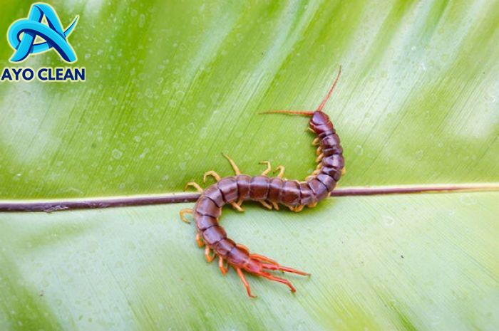 5 Cara Mengusir Kelabang Dari Rumah, Cuma Perlu Tabur Bumbu Dapur Ini ...