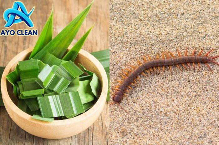 Cara agar tidak ada kelabang di rumah