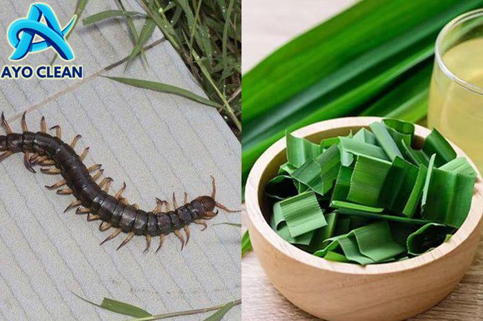 Kelabang Gak Berani Mendekat, Coba Petik Daun ini Lalu Iris dan Simpan ... Kelabang Gak Berani Mendekat, Coba Petik Daun ini Lalu Iris dan Simpan ...