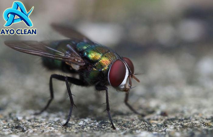 7 Cara Mengusir Lalat yang Ampuh dan Mudah Dilakukan - Alodokter