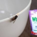 Cara Mengusir Lalat dengan Wipol yang Ampuh dan Efektif