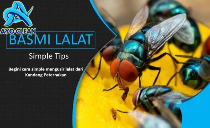 Banyak Cara Mengusir Lalat yang Hinggap pada Makanan - Trubus