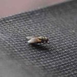 10 Cara Mengusir Lalat di Rumah dengan Bahan Alami