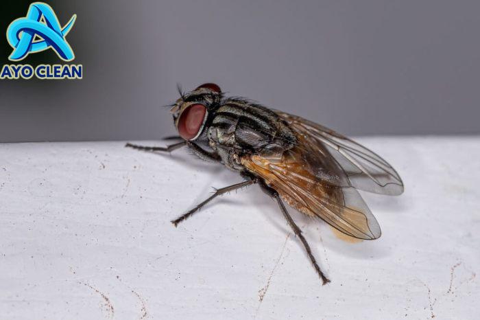 Cara menghilangkan lalat dirumah secara alami