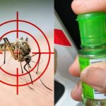 Cara mengusir nyamuk