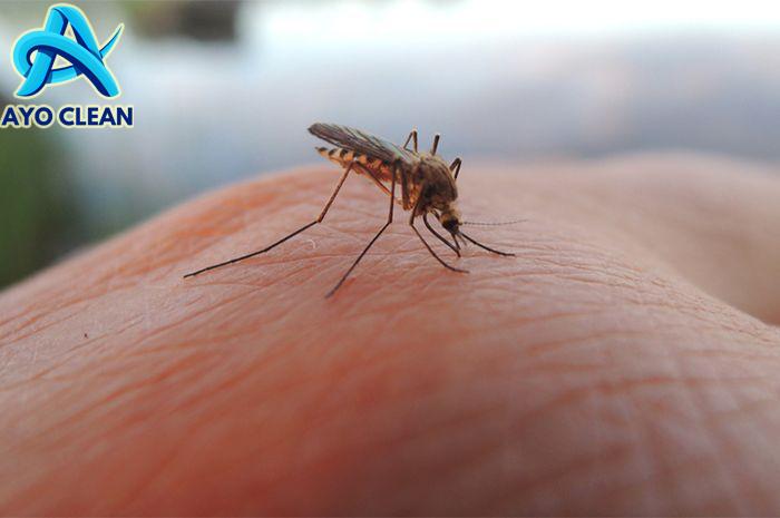 Cara Mengusir Nyamuk Paling Ampuh Cuma Pakai Campuran Garam dan Obat ...