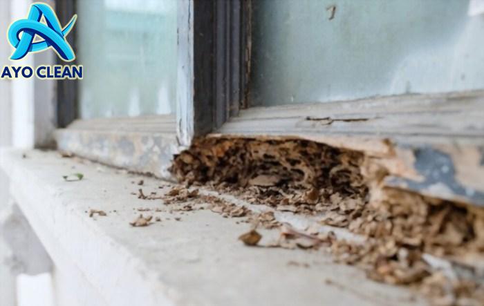 Cara Membasmi Rayap Secara Alami Hingga Tuntas Semarang di Kota ...