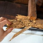 14 Cara Cepat Membasmi Rayap Di Rumah 2025 - FUMIDA