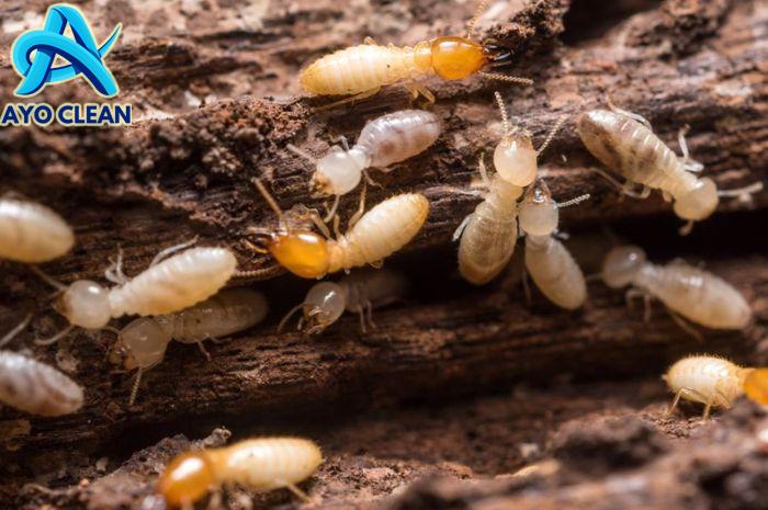 Cara Ampuh Mengusir Rayap Cuma Pakai Bawang Putih dan Trik Rahasia Ini ...