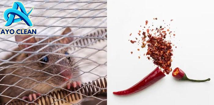 4 Cara mudah membasmi tikus di rumah - PT IKARI Shodoku Indonesia