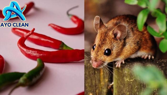 20 Cara Mengusir Tikus, Praktis dan Ampuh dengan Bahan Alami