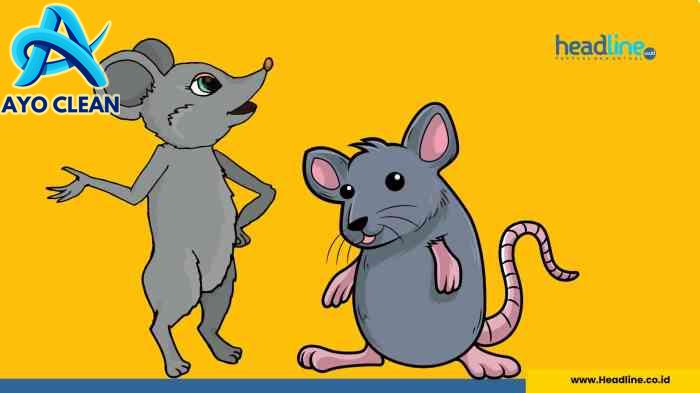 Tanpa Racun, Begini Cara Ampuh Mengusir Tikus yang Membandel di Rumah ...