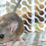 Cara mengusir tikus yang membandel