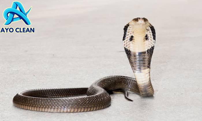 Halaman Unduh untuk file Cara Mengusir Ular Kobra Di Dalam Rumah yang ke 6