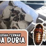 Cara Mencari Kecoa Batu yang Mudah dan Efektif | kumparan.com