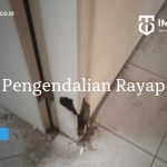 Cara menghilangkan rayap