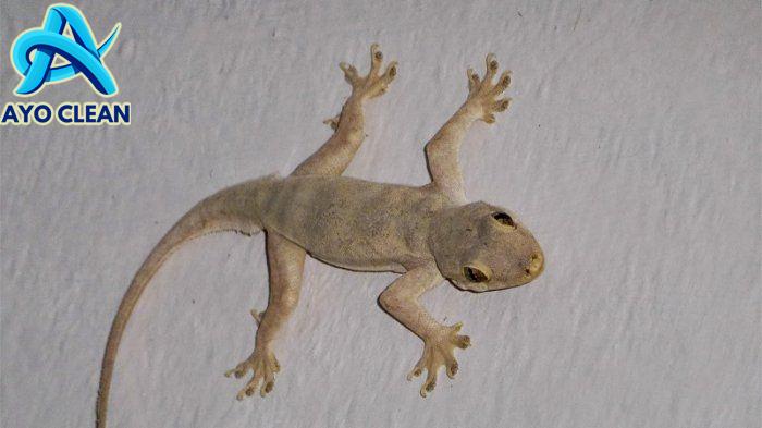 Fakta Mengapa Cicak Berbahaya dan Harus Diusir dari Sekitar Manusia ...