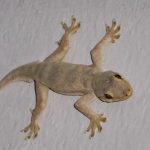 Cara menangkap cicak terbang